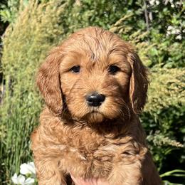 Yellow Female - Apricot female Goldendoodle puppy in Great Falls, Montana from Montana Goldendoodles