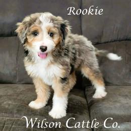 Rookie - Blue merle male Aussiedoodle puppy in Lancaster, Minnesota from Wilson Cattle Co.