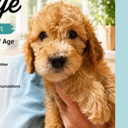 1400.00  Skye: Teal Collar - Apricot female Goldendoodle puppy in Raceland, Louisiana from Cajun Doodles