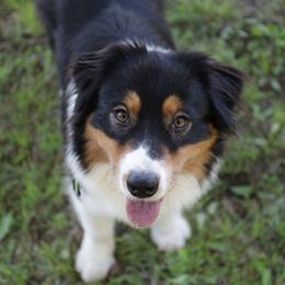 Moana - Australian Shepherd