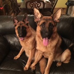 German Shepherds from Tenacious AKC German Shepherds