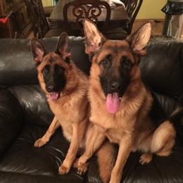 German Shepherds from Tenacious AKC German Shepherds