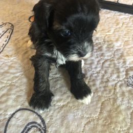 Girl 4 - female Havapoo puppy in Centerville, Idaho from HopplevalleyPTA...(Puppies To Adore)