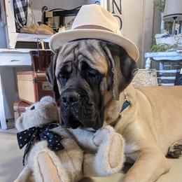 Esther - Mastiff