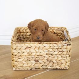 Goldendoodle, Irish Doodle, Labradoodle, and Poodle Puppies from Desert Doodles
