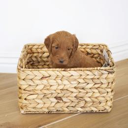 Goldendoodle, Irish Doodle, Labradoodle, and Poodle Puppies from Desert Doodles