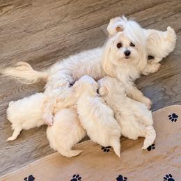 Hadley - Maltese