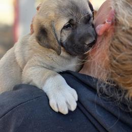 Penny - Reserved - Fawn female Kangal puppy in Bonanza, Oregon from VSH Kangal Dogs & Central Asian Shepards/Alabai