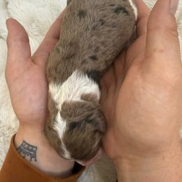 Sugar Plum - Merle female Goldendoodle puppy in Lexington, North Carolina from Southern Grace Acres