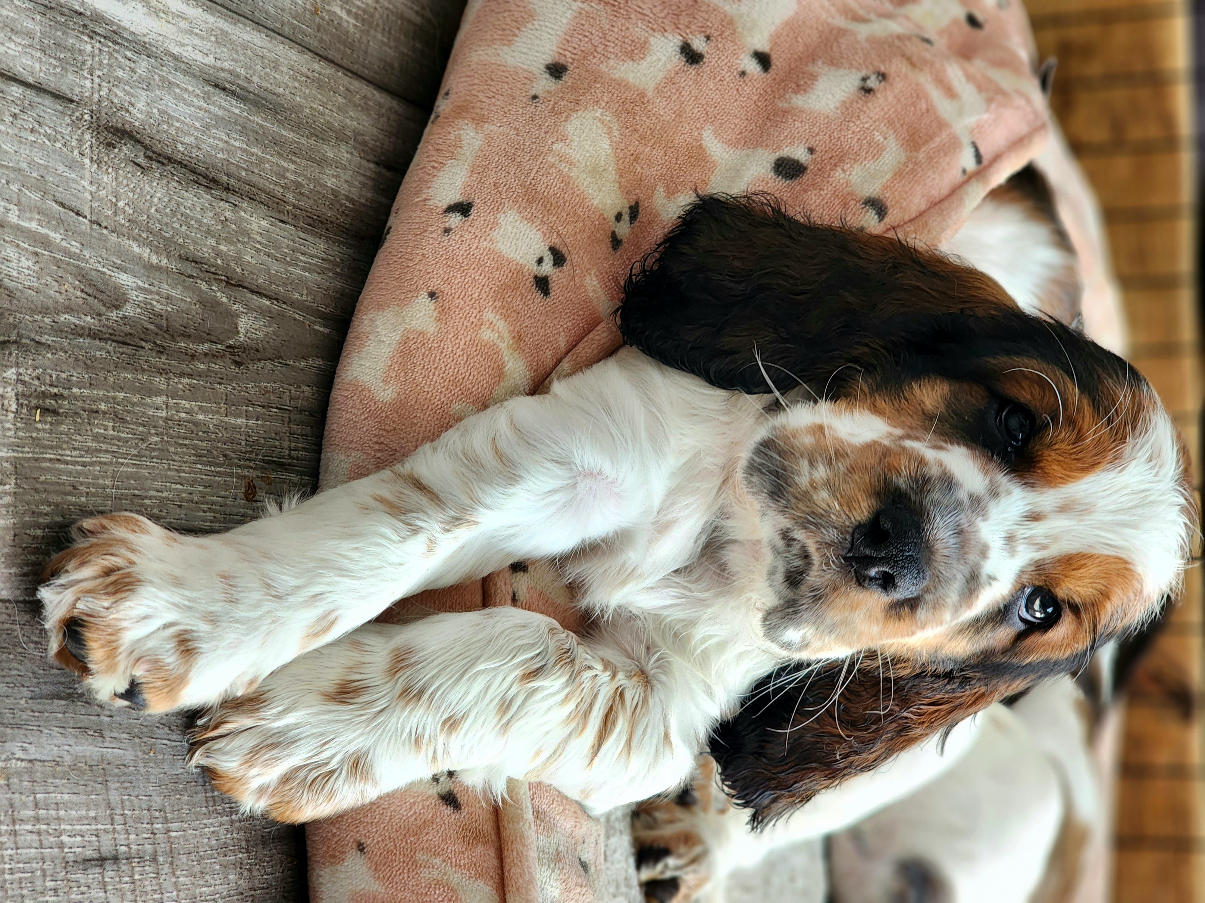 English Springer Spaniel Puppies from Seagrove Springers