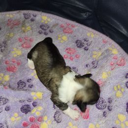 Pup 4 - Black and tan brindle male Havanese puppy in Cuba, Missouri from Bouncy Bubbly Havanese