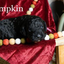 Pumpkin - Black female Poodle puppy in Spring Branch, Texas from Mezzo Poodles