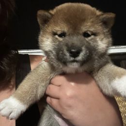 Izumi - Red Shiba Inu puppy in Lehigh Acres, Florida from SWFL Happy Dogs