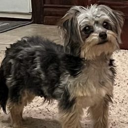 Assorted Doodle Crosses, Maltese, Maltipoos, Morkies, and Toy Australian Shepherds from 4R Aussies & Tiny Paws