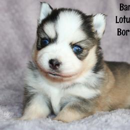 Banana - Gray and white male Pomsky puppy in Centerville, Iowa from LJ Kennels Pomskies, LLC