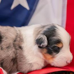 BELL - Blue merle female Australian Shepherd puppy in Markleville, Indiana from Take Five Aussies