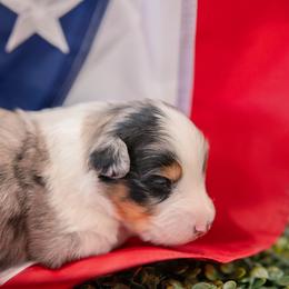BELL - Blue merle female Australian Shepherd puppy in Markleville, Indiana from Take Five Aussies