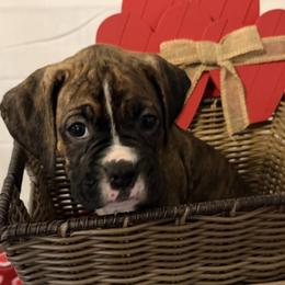 Taz - Brindle male Boxer puppy in Duncansville, Pennsylvania from JM Legacy Boxers