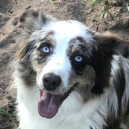 Mooney - Australian Shepherd
