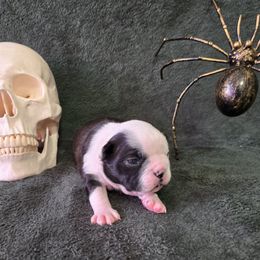 Luna - Black and white female Boston Terrier puppy in Beaverdam, Virginia from Howell Terriers