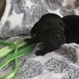 Green collar - Black male Dachshund puppy in North Carolina from Hilltop Aussies & dachshunds