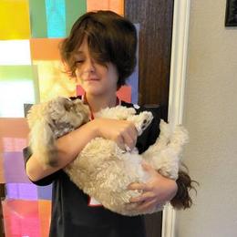 Havanese from Puppies For A Purpose