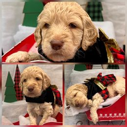 Leilani - Apricot female Goldendoodle puppy in Tennessee from Middle Tennessee Golden Doodles