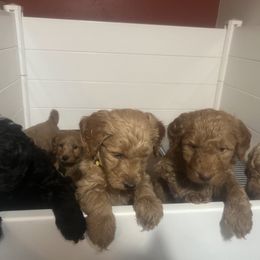 Goldendoodle Puppies from Dream Lake Doodles