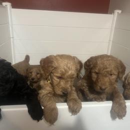 Goldendoodle Puppies from Dream Lake Doodles
