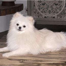 Fuzzy - Pomeranian