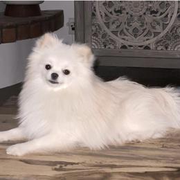 Fuzzy - Pomeranian