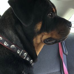 Diesel - Rottweiler