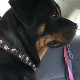 Diesel - Rottweiler