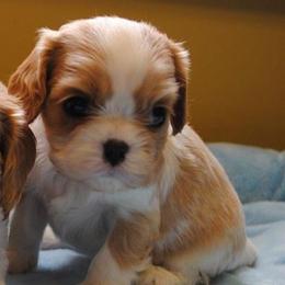 Cavalier King Charles Spaniel Puppies from Linda Whitmire's Cavalier King Charles Spaniels