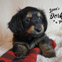 Dorkie Girl 1 - Red - Companion Cross puppy from Luna's Dorkie Pups