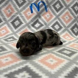 BOY 3 - Dapple male Dachshund puppy in Hoover, Alabama from Tide Town Doxies