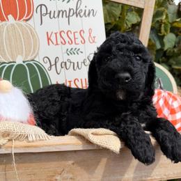 Boots (Mini Size- We have to your door delivery available) - Black male Bordoodle puppy in Canfield, Ohio from Poo's Doo's & Inu's