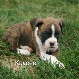 Kaycee - Brindle female Boxer puppy in Newville, Pennsylvania from Zimmerman's Pets