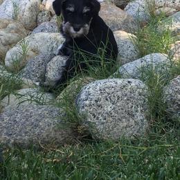 Miniature Schnauzer Puppies from Stephanie’s Schnauzers