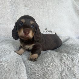 Louie - Chocolate and cream male Dachshund puppy in Gray, Louisiana from EB's Cajun Lil' Doxies