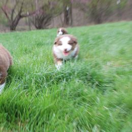 Australian Shepherd Puppies from Starlit Grove Australian Shepherds