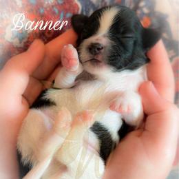 Banner - White and sable male Papillon puppy in Coatesville, Indiana from Wendy’s Wings