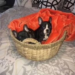  Puppies from Bouledogue Royal