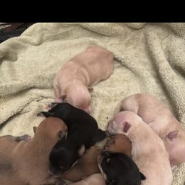 Chihuahua Puppies from Van Ausdoll Kennels