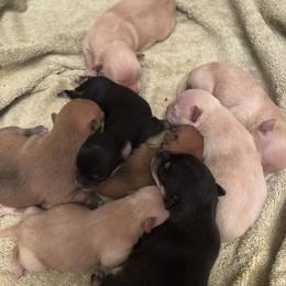 Chihuahua Puppies from Van Ausdoll Kennels