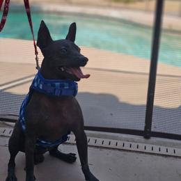 Xoloitzcuintli puppies from Naked nobles kennel