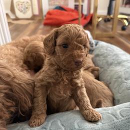 Sage - Red  female Poodle puppy in Wilmington, Delaware from Imperial Poodles LLC