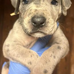 KISSAZZ - Merle male Great Dane puppy in Street, Maryland from Grant’s Gorgeous Greats