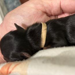 Pink Collar - Black and tan female Yorkshire Terrier puppy in Belfair, Washington from Devoted Doxies, Lorraine’s Yorkies