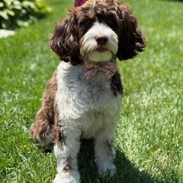 Springerdoodle All Grown Up from Evalina Miller's Spaniels